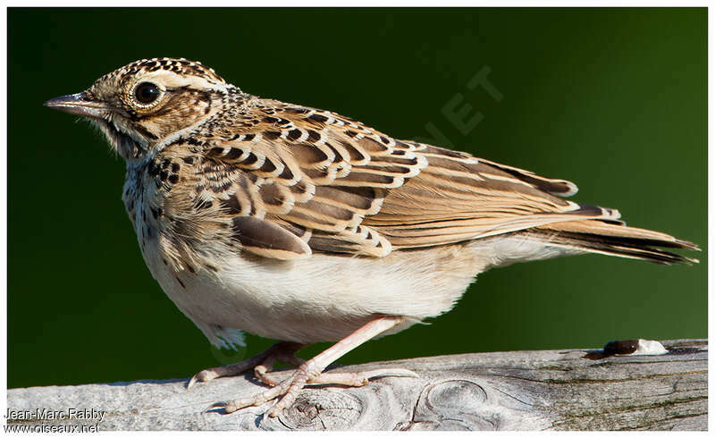 Woodlarkjuvenile, identification