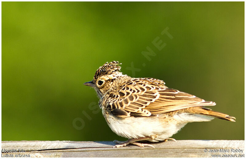 Woodlark, identification