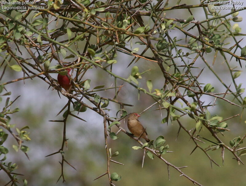 Bar-breasted Firefinch