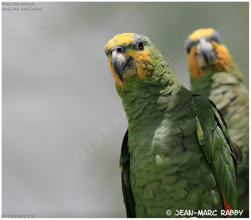 Orange-winged Amazon, identification