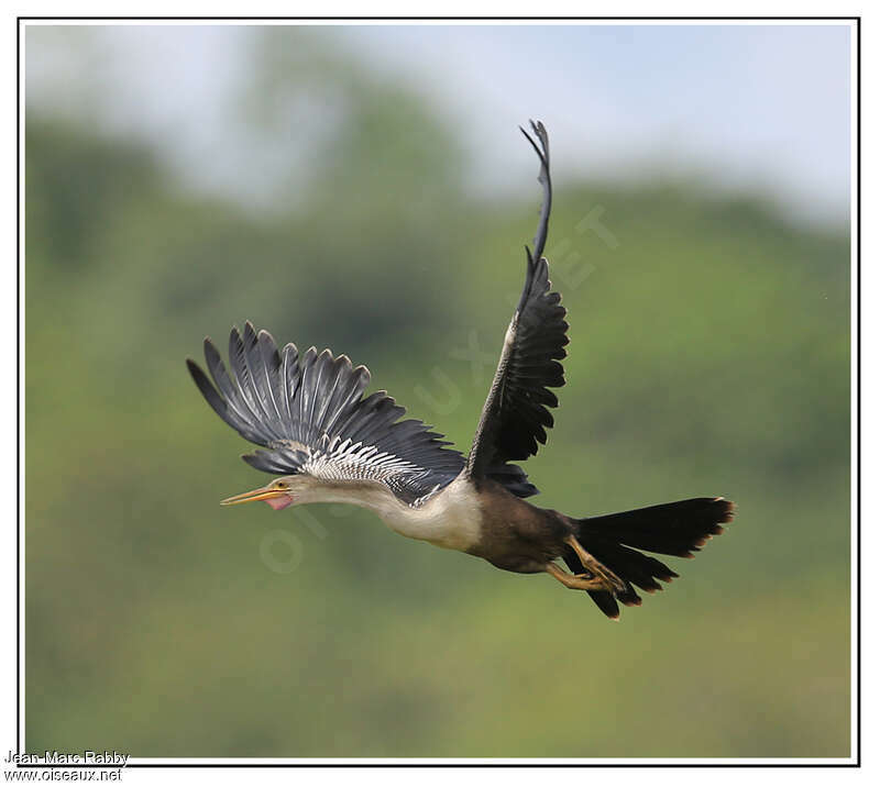 Anhinga d'Amérique femelle adulte, Vol