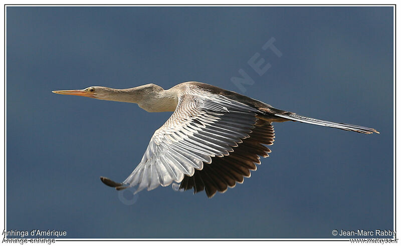 Anhinga, Flight