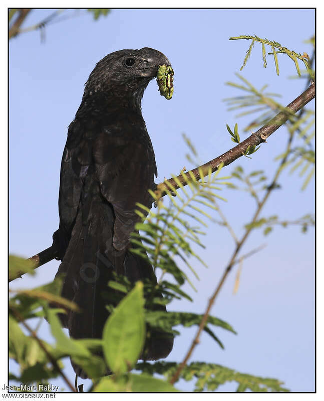 Smooth-billed Ani, close-up portrait, feeding habits