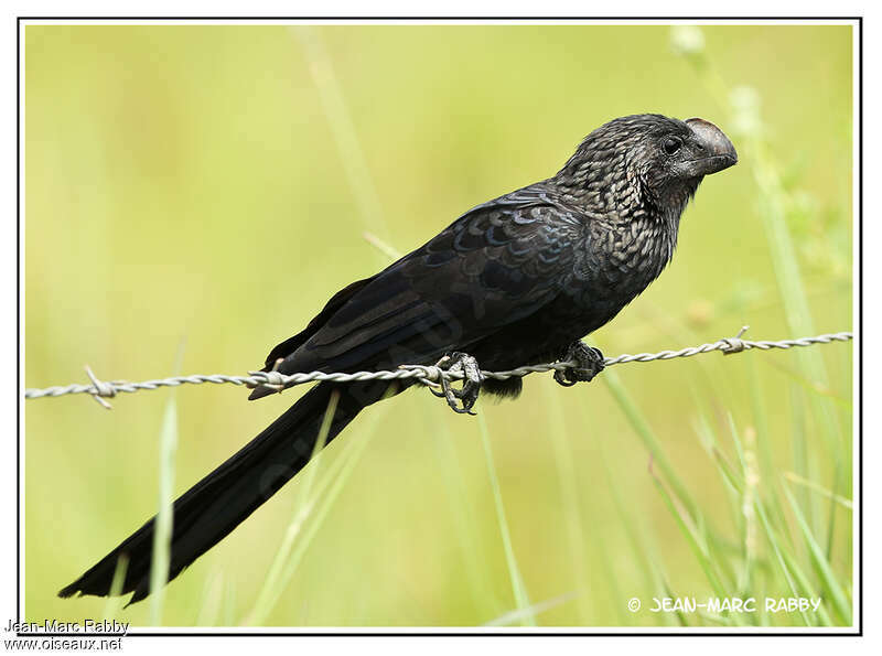 Smooth-billed Aniadult, identification