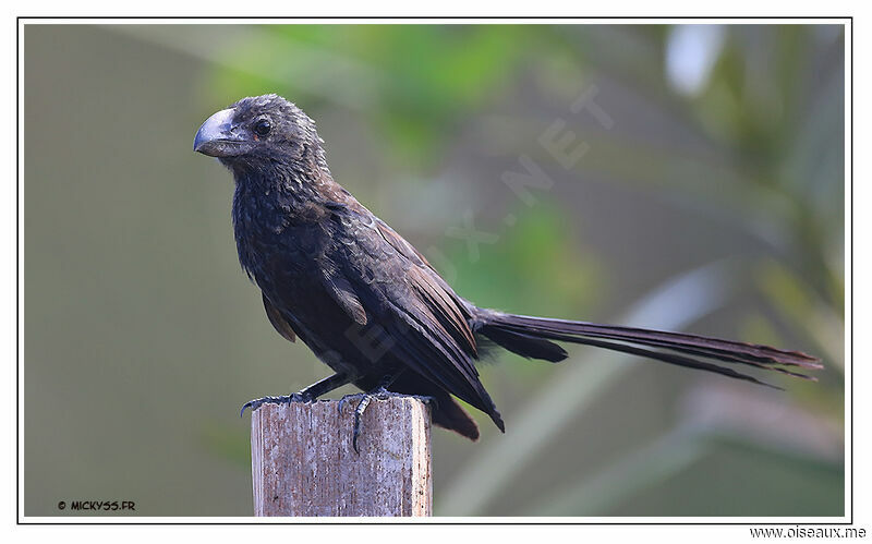 Smooth-billed Ani, identification