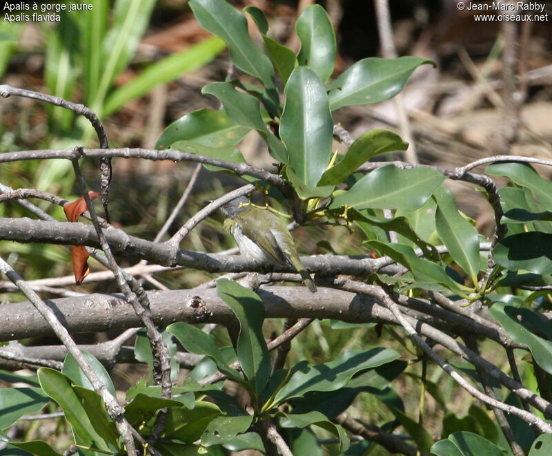 Apalis à gorge jaune