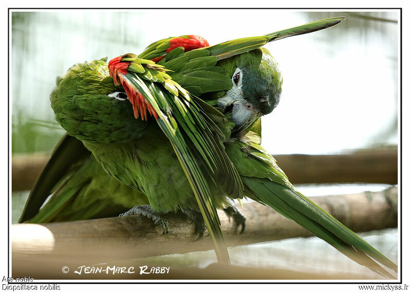 Red-shouldered Macaw, identification