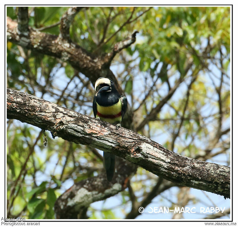 Araçari grigri, identification