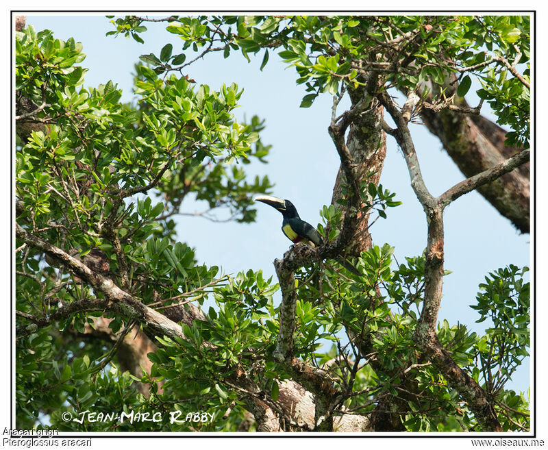 Black-necked Aracari, identification