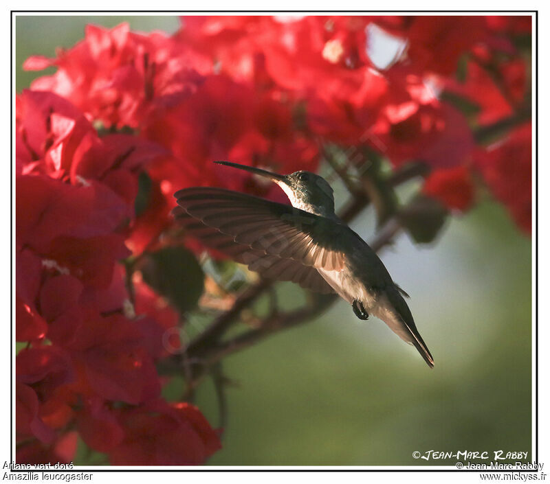 Plain-bellied Emerald, Flight