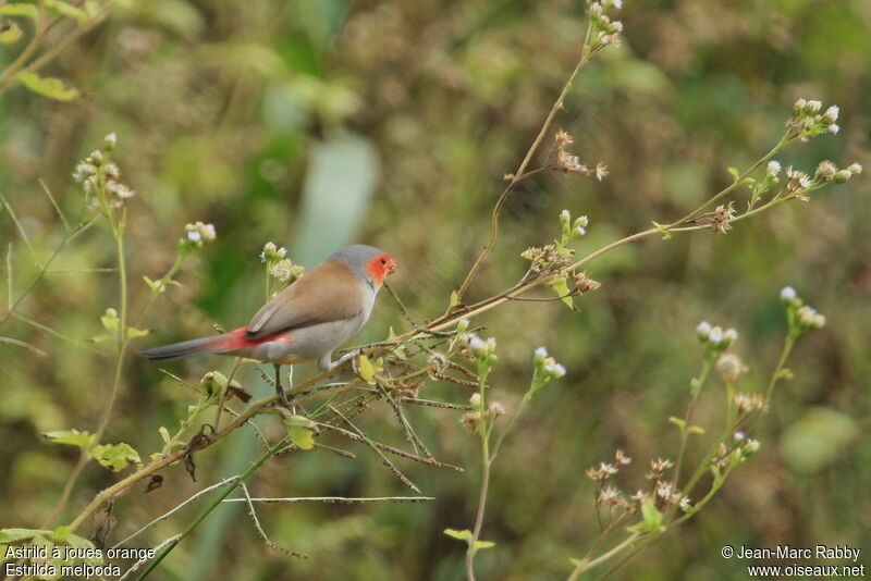 Orange-cheeked Waxbill