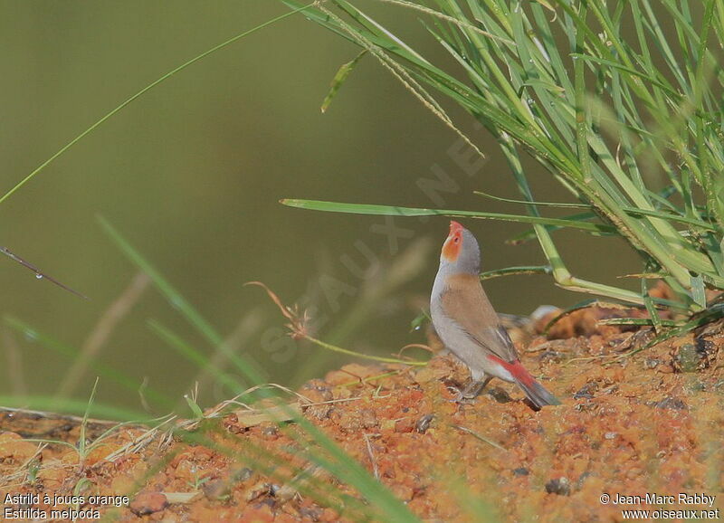 Orange-cheeked Waxbill