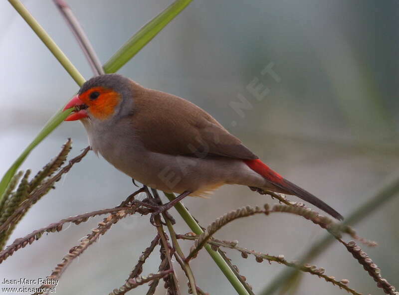 Orange-cheeked Waxbilladult, eats