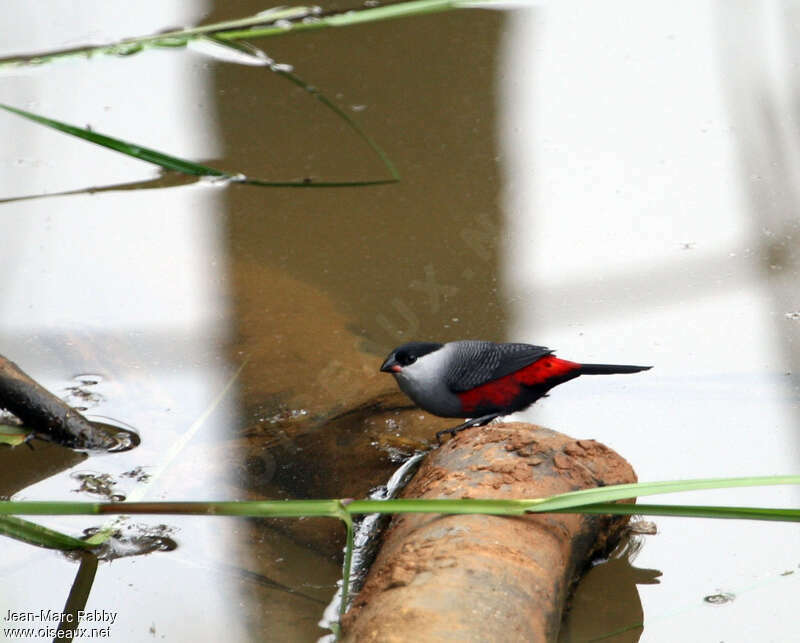 Black-headed Waxbill, identification