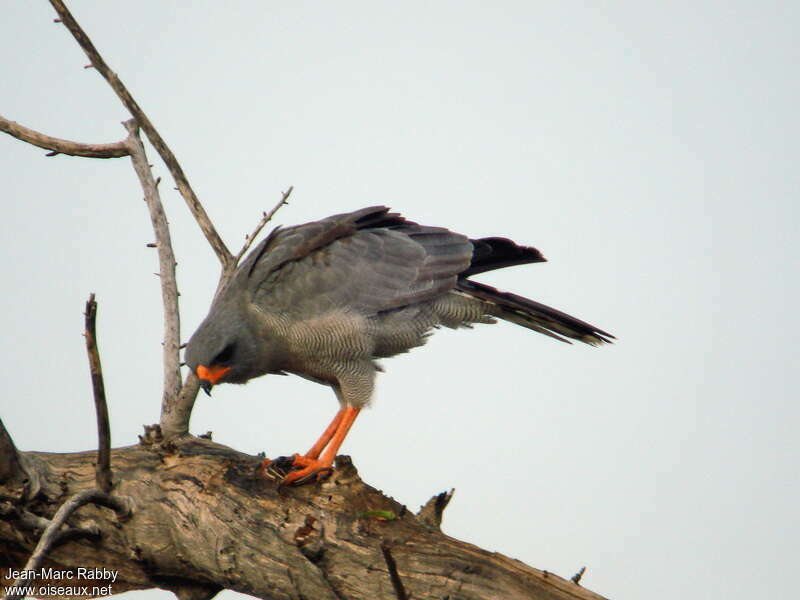 Dark Chanting Goshawkadult