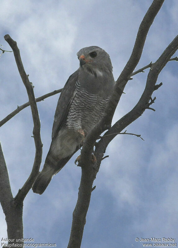 Lizard Buzzard