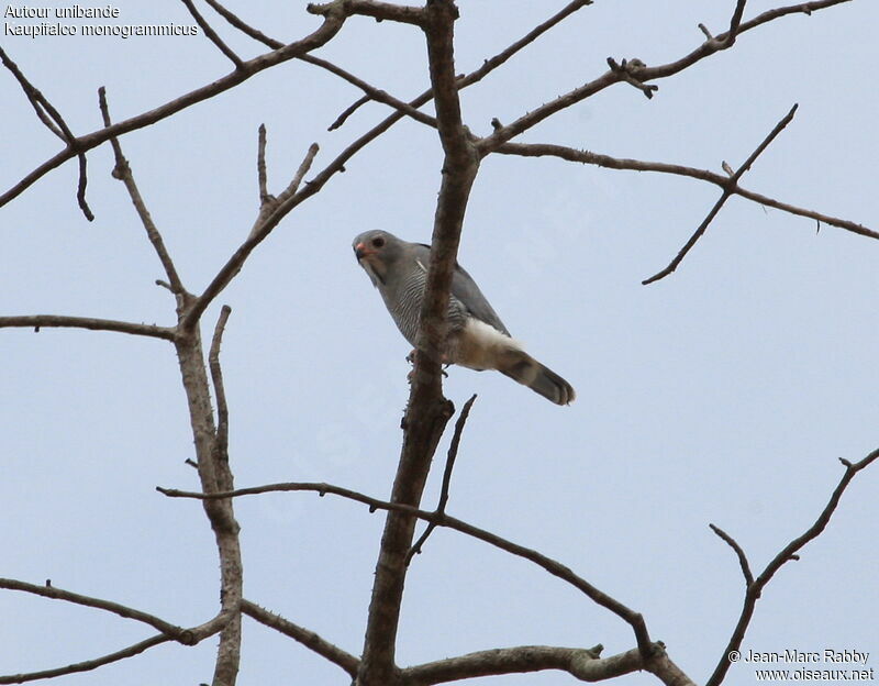 Lizard Buzzard