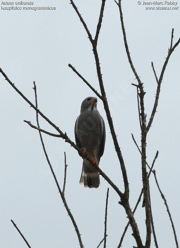 Lizard Buzzard