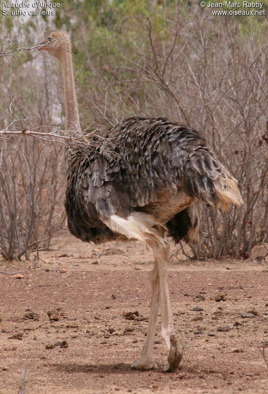 Autruche d'Afrique