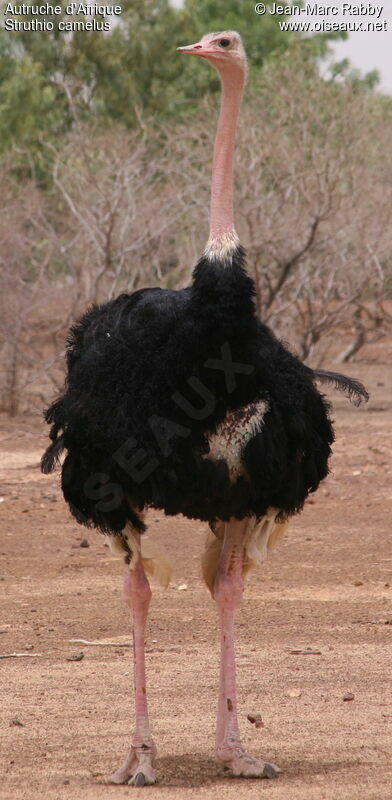 Common Ostrich