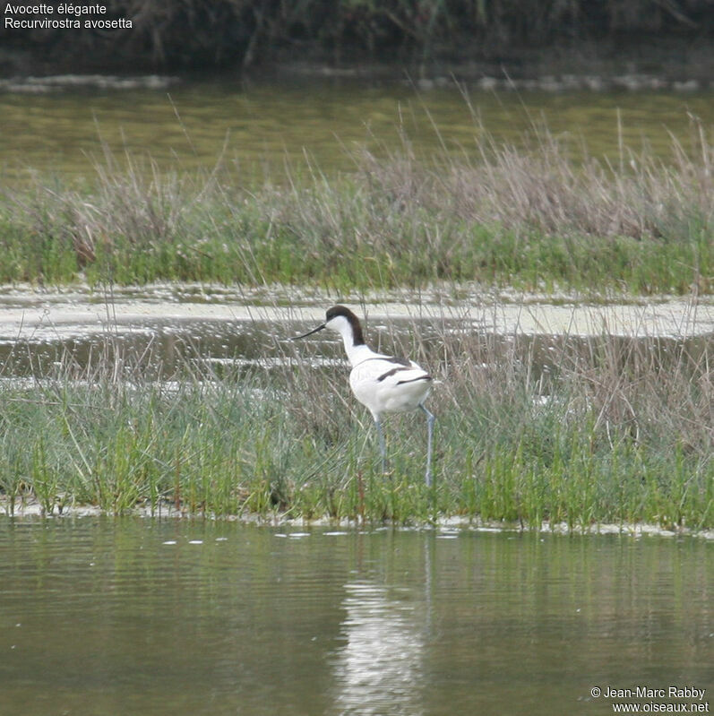 Avocette élégante