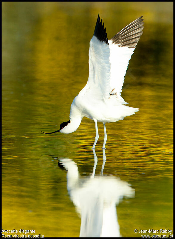 Pied Avocet, identification, Behaviour