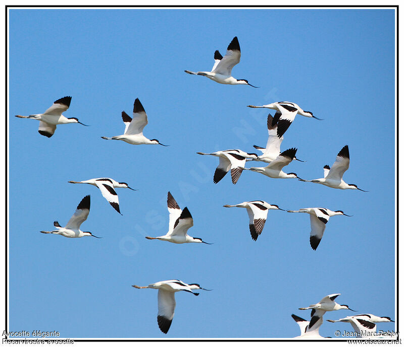 Avocette élégante, Vol