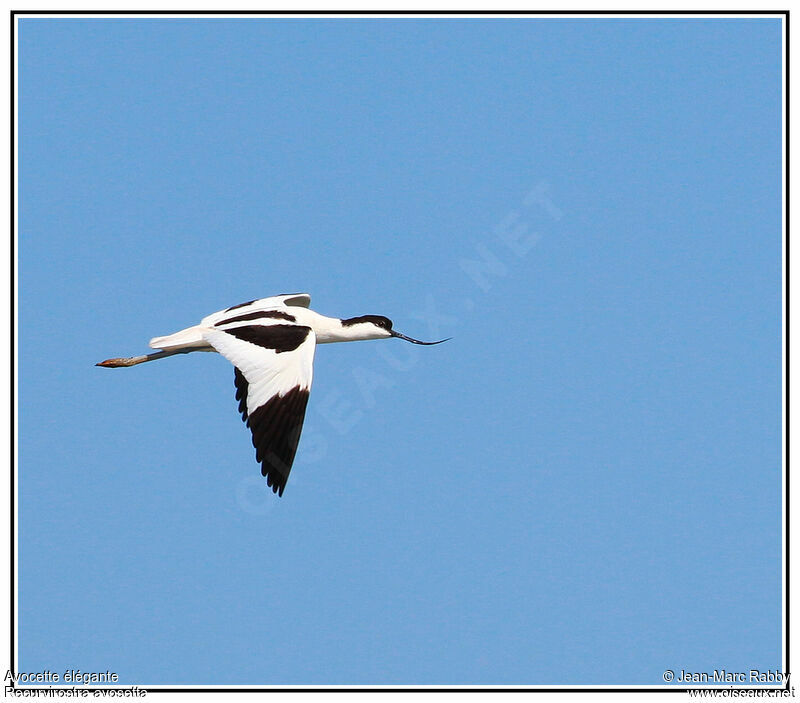 Avocette élégante, Vol