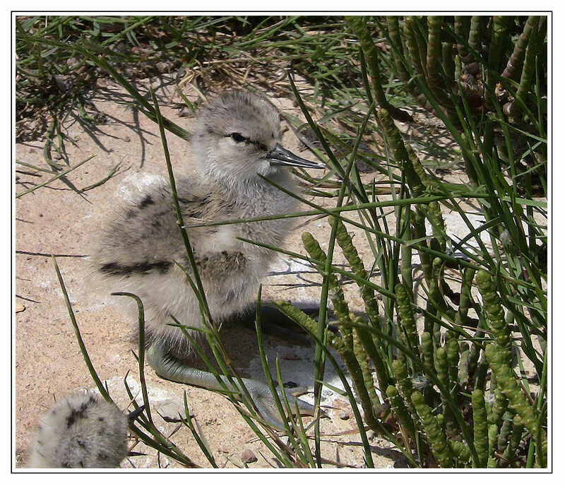 Pied Avocetjuvenile, identification