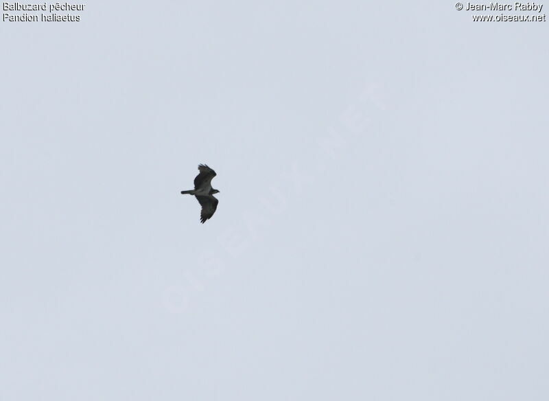 Osprey, Flight