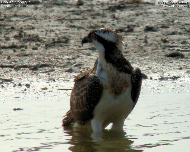 Balbuzard pêcheur, identification