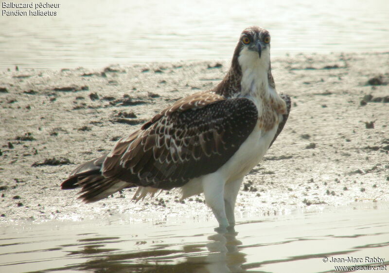 Osprey