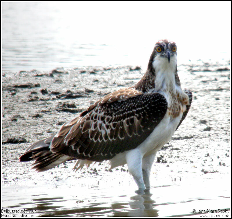 Osprey, identification