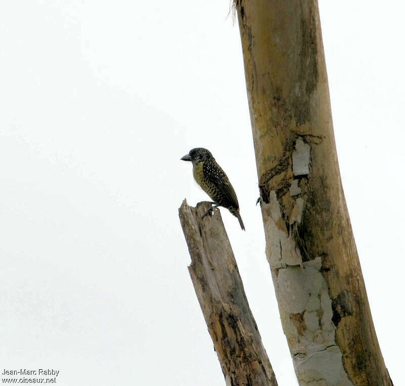 Hairy-breasted Barbet, identification