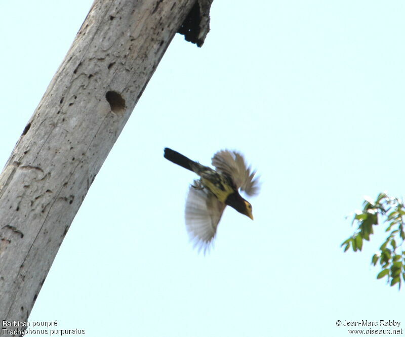 Yellow-billed Barbet, Flight