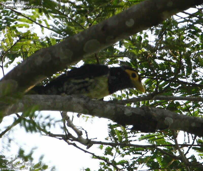 Eastern Yellow-billed Barbet