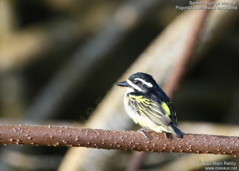 Yellow-rumped Tinkerbird (leucolaimus)