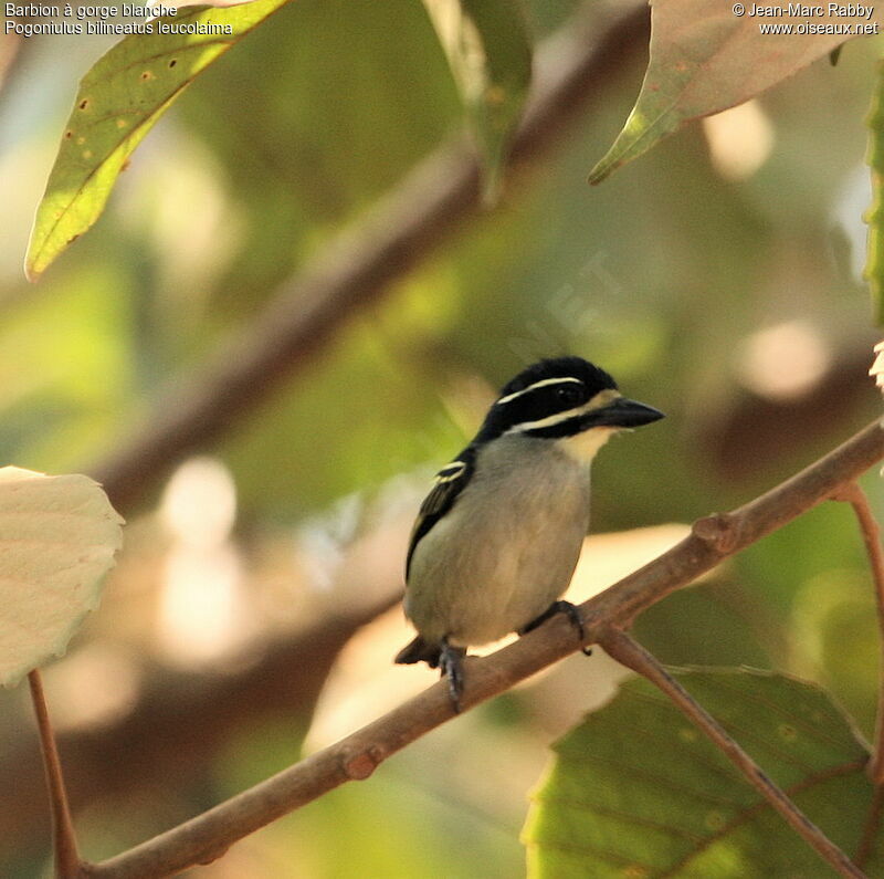 Yellow-rumped Tinkerbird (leucolaimus)