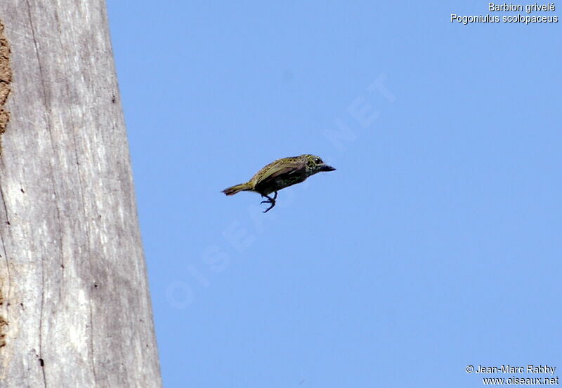 Speckled Tinkerbird, Flight