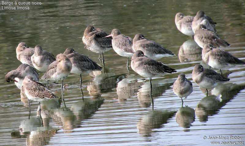 Black-tailed Godwit, identification