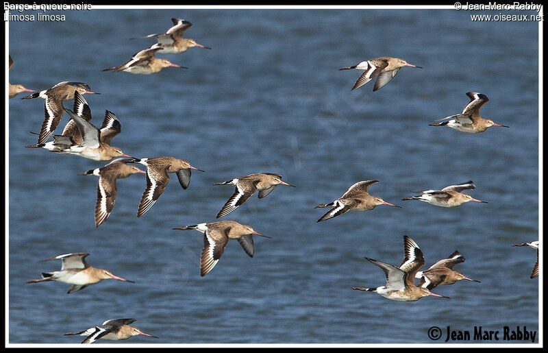 Black-tailed Godwit, Flight