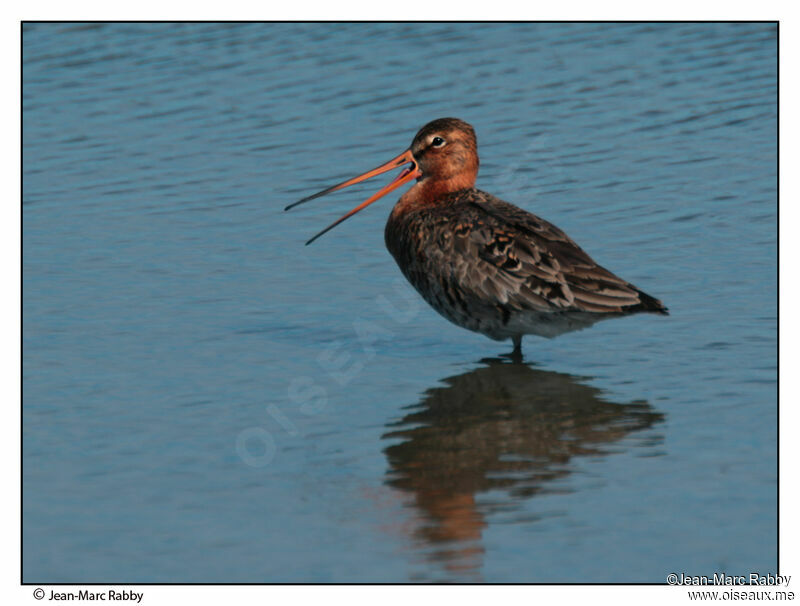 Black-tailed Godwit, identification