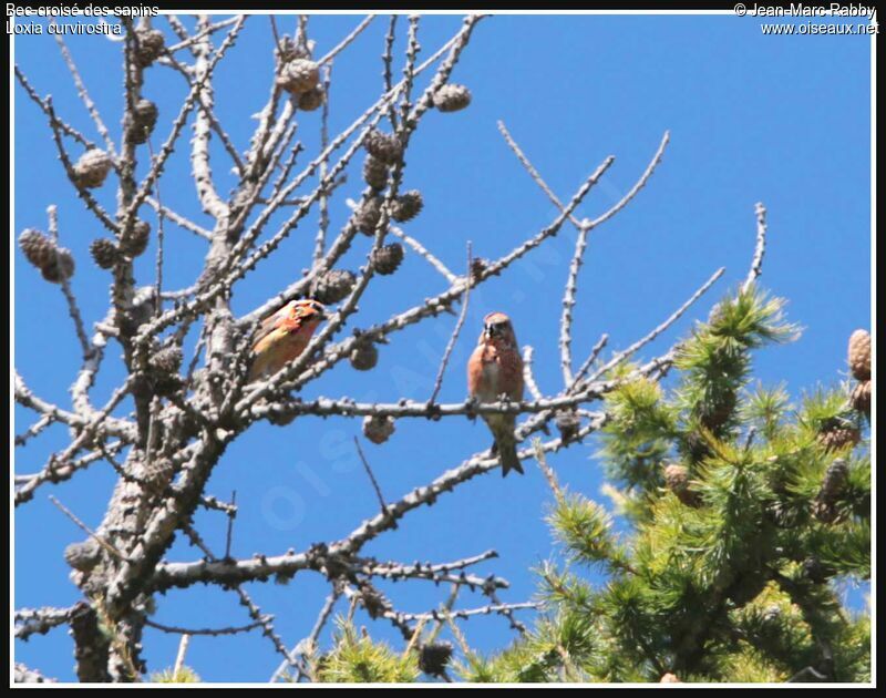 Bec-croisé des sapins