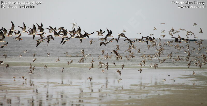 African Skimmer, Flight