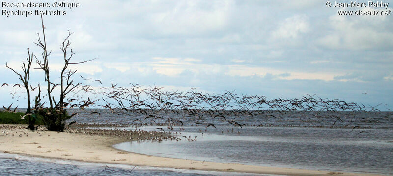 African Skimmer, Flight