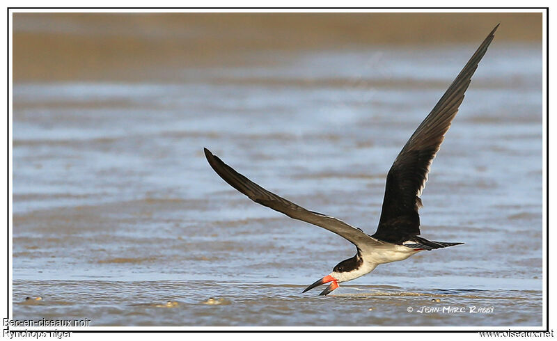 Black Skimmer, Flight