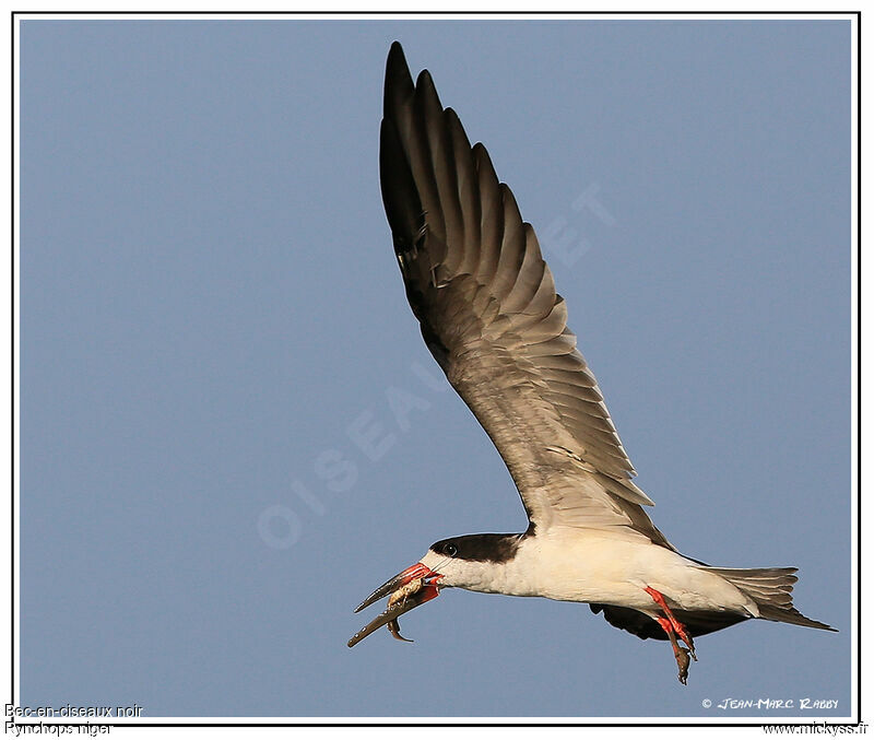 Black Skimmer, Flight