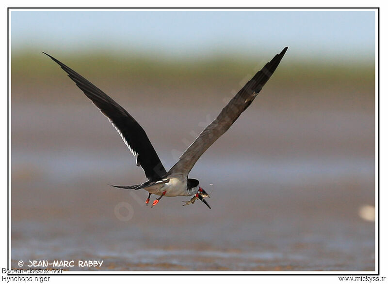 Black Skimmer, Flight