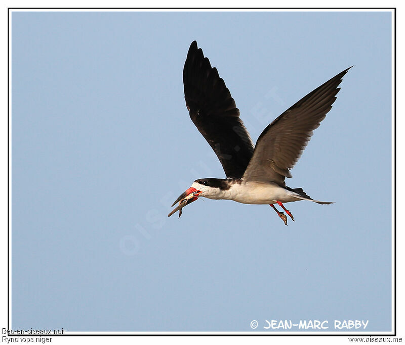 Black Skimmer, Flight