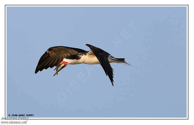 Black Skimmeradult, Flight, feeding habits